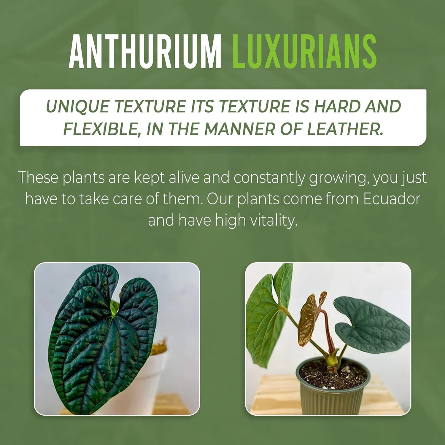 Anthurium Luxurian (Pack of 2) Exotic Green Indoor House Plant