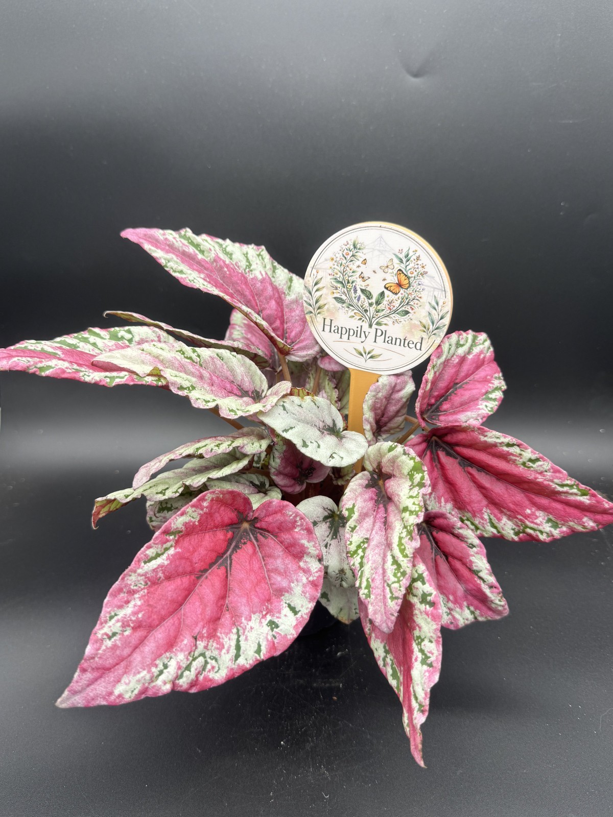 Maui Sunset Begonia – 4″ Pot Live Plant – Free Shipping