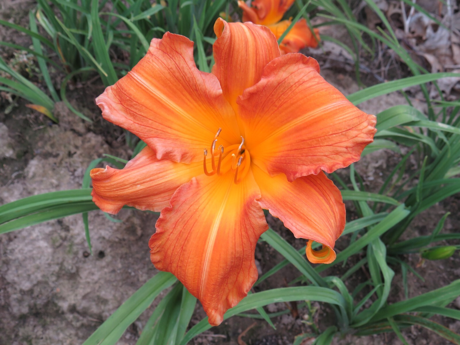 Daylily Seed Hemerocallis Hybrids 50 Mixed Lot Seeds
