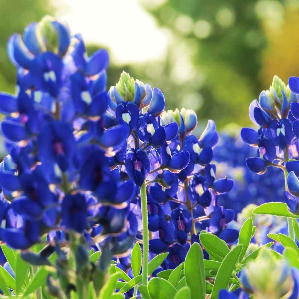 1 LB Texas Bluebonnet Seeds For Planting | Wildflower Seed For Planting Outdoors