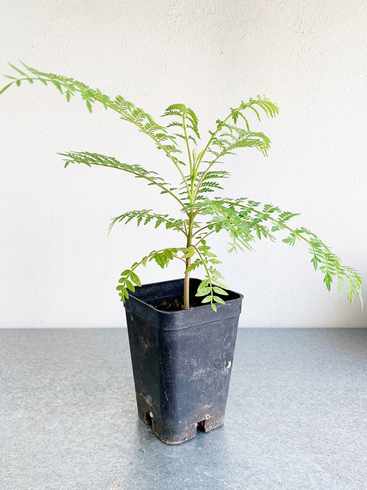 Jacaranda Tree Starter, 2 Inch Pot, Purple Flowering Tropical Plant
