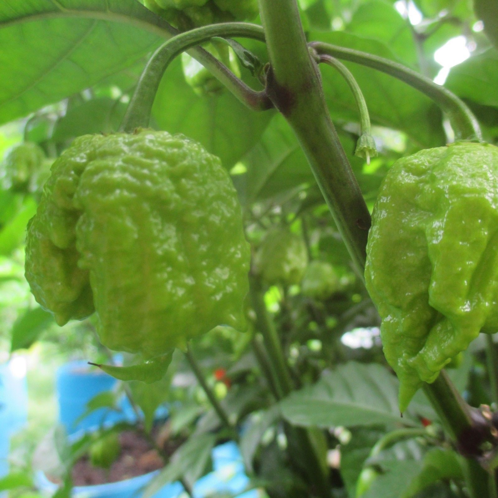 Lot of 3 (75+ DAYS OLD) CAROLINA REAPER Super Hot Pepper LIVE PLANTS