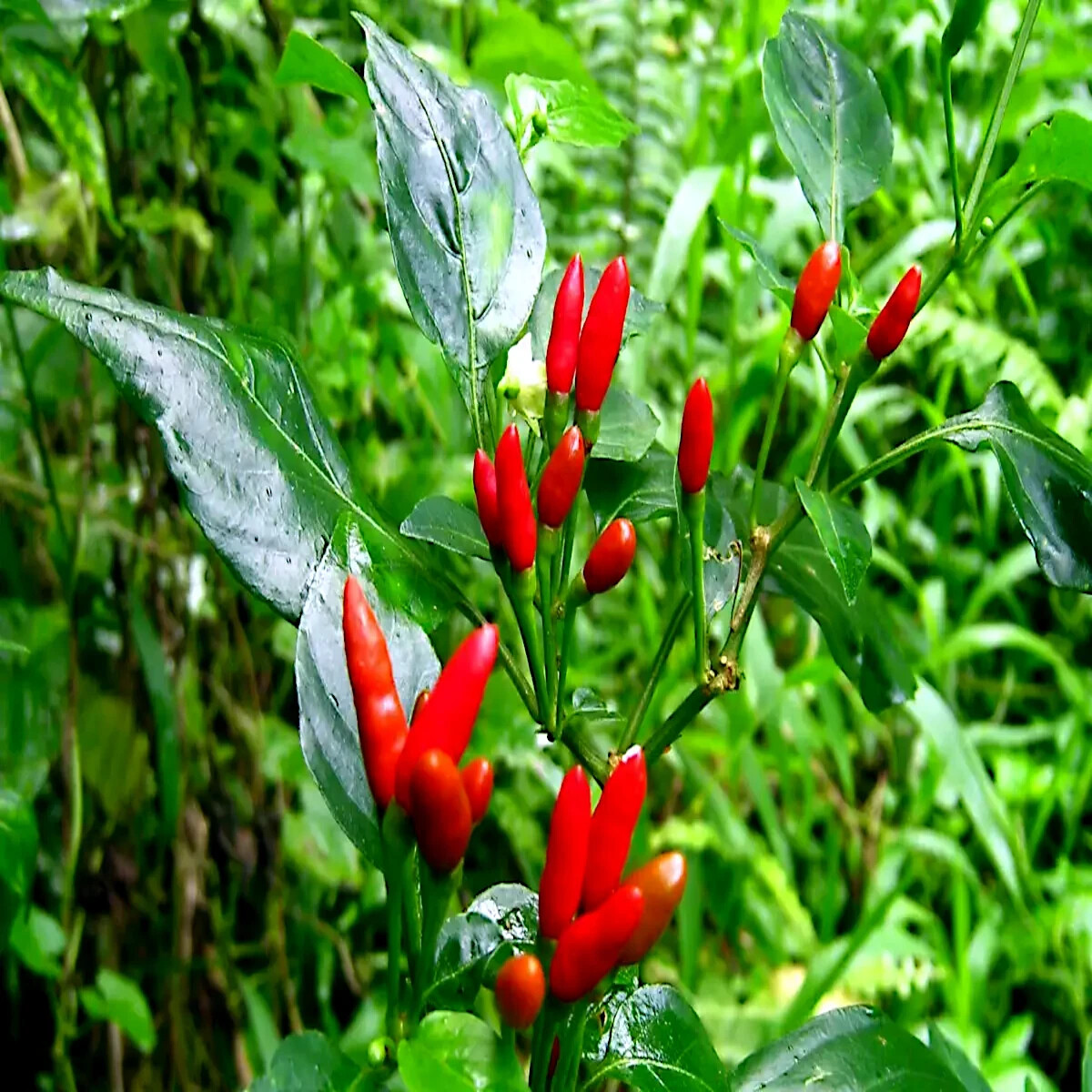 10 GUAM BOONIE PEPPER SEEDS “Doni Sali” (Capsicum chinense) RARE ULTRA HOT 2024