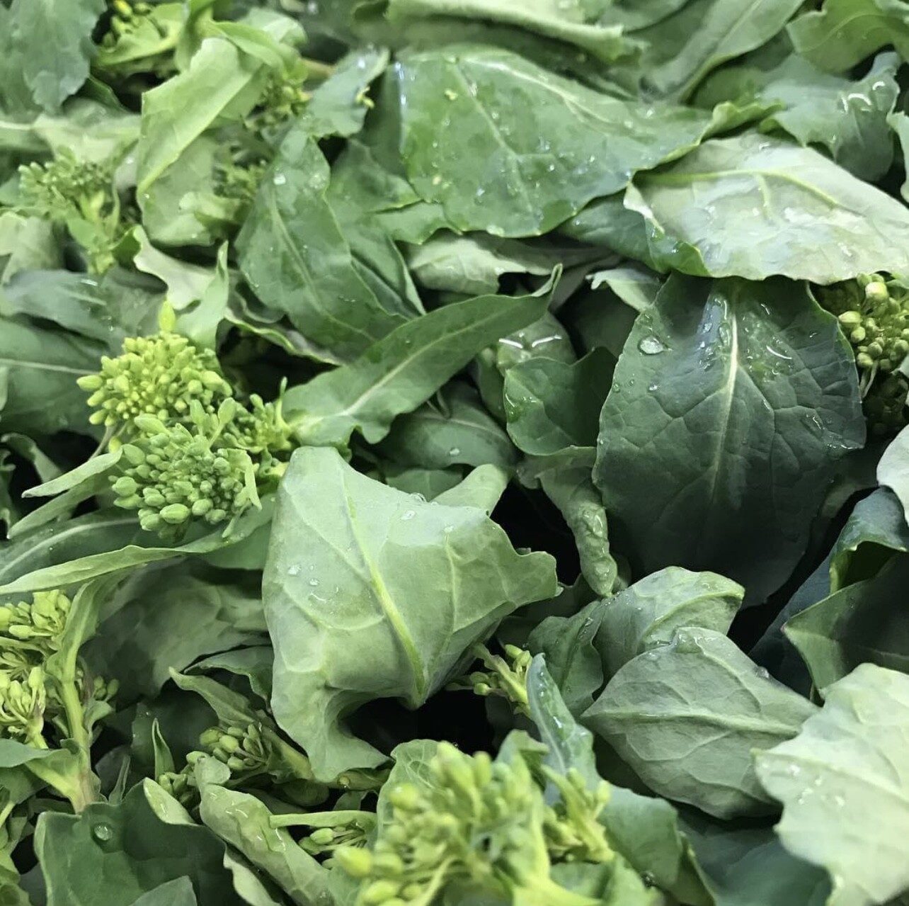 Early Fall Rapini Broccoli Seeds | Heirloom Vegetables | Organic | Wholesale