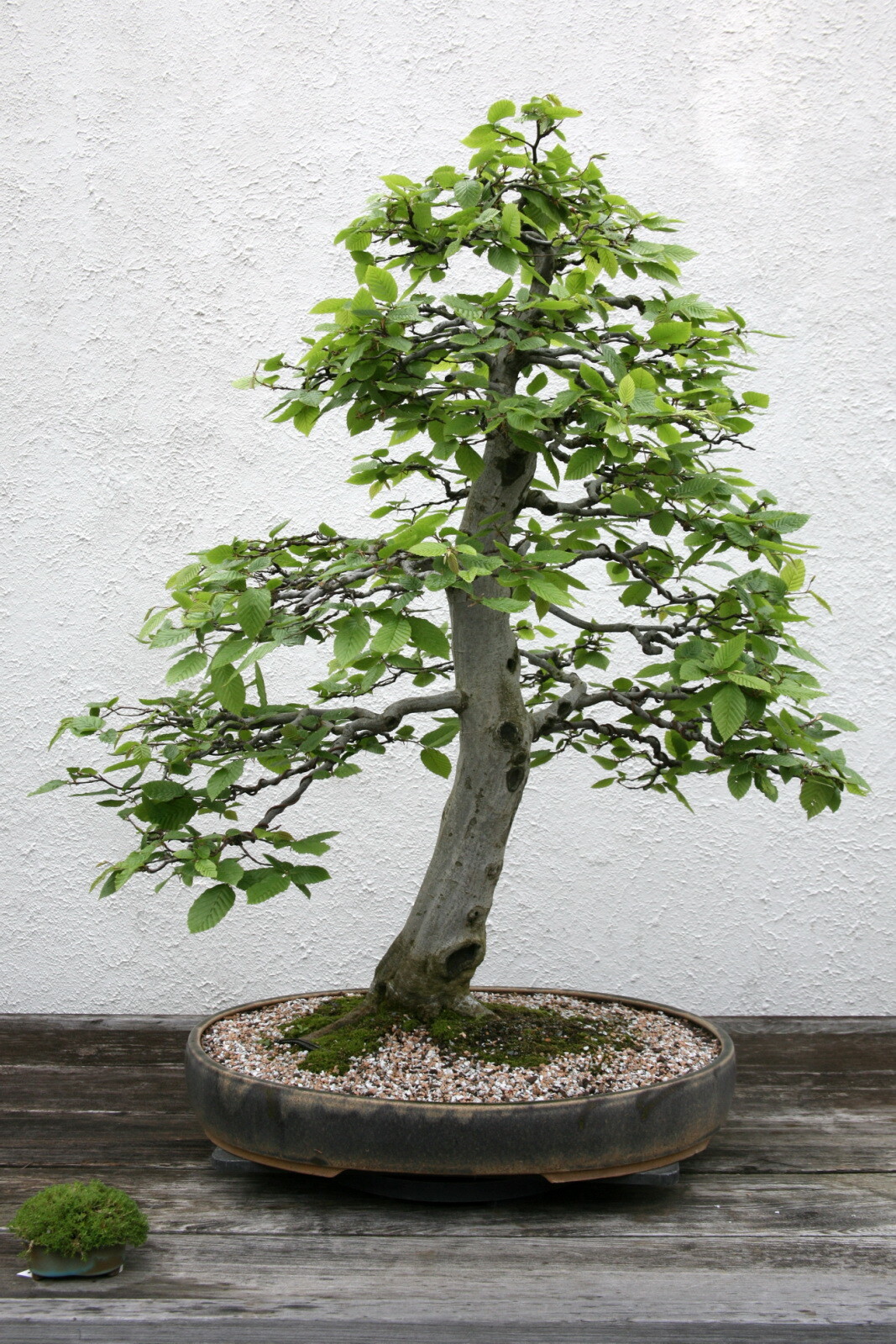 European Hornbeam (Carpinus Hornbeam), 20 seeds