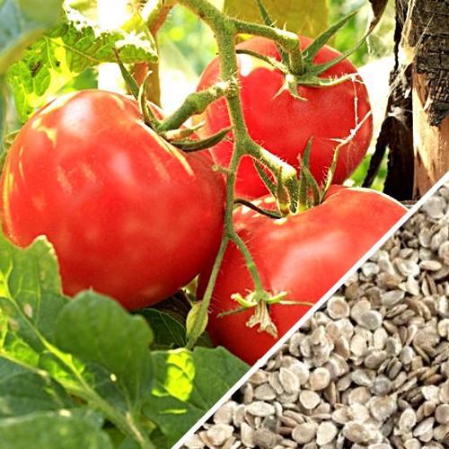 DELICIOUS RED Floradade tomato seeds non-gmo heirloom open pollinated EZ GRO!