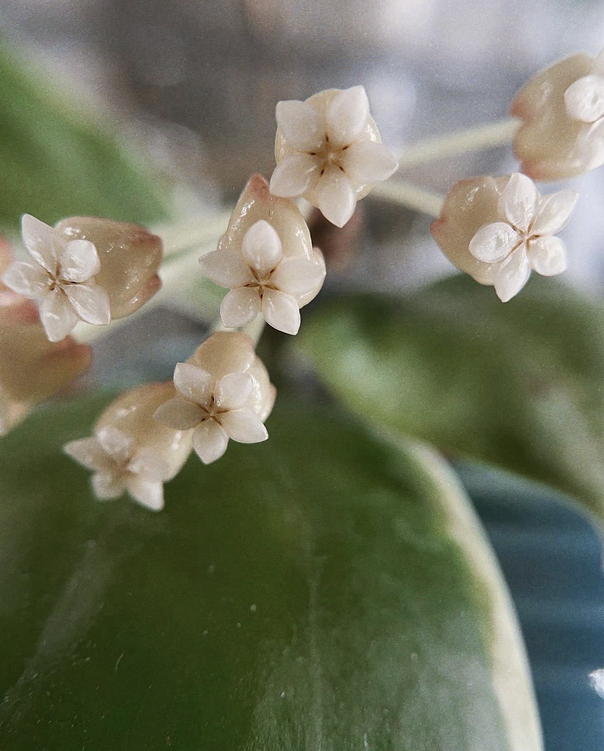 Hoya Incrassata Moon Shadow, high color, healthy mature mother plant