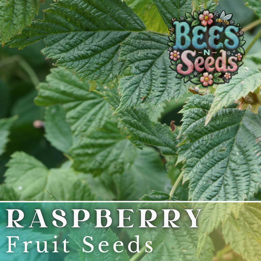 Starling Raspberry Seeds 125, 300, 750 Seeds Fruit Seeds, Non GMO, Bulk Seeds