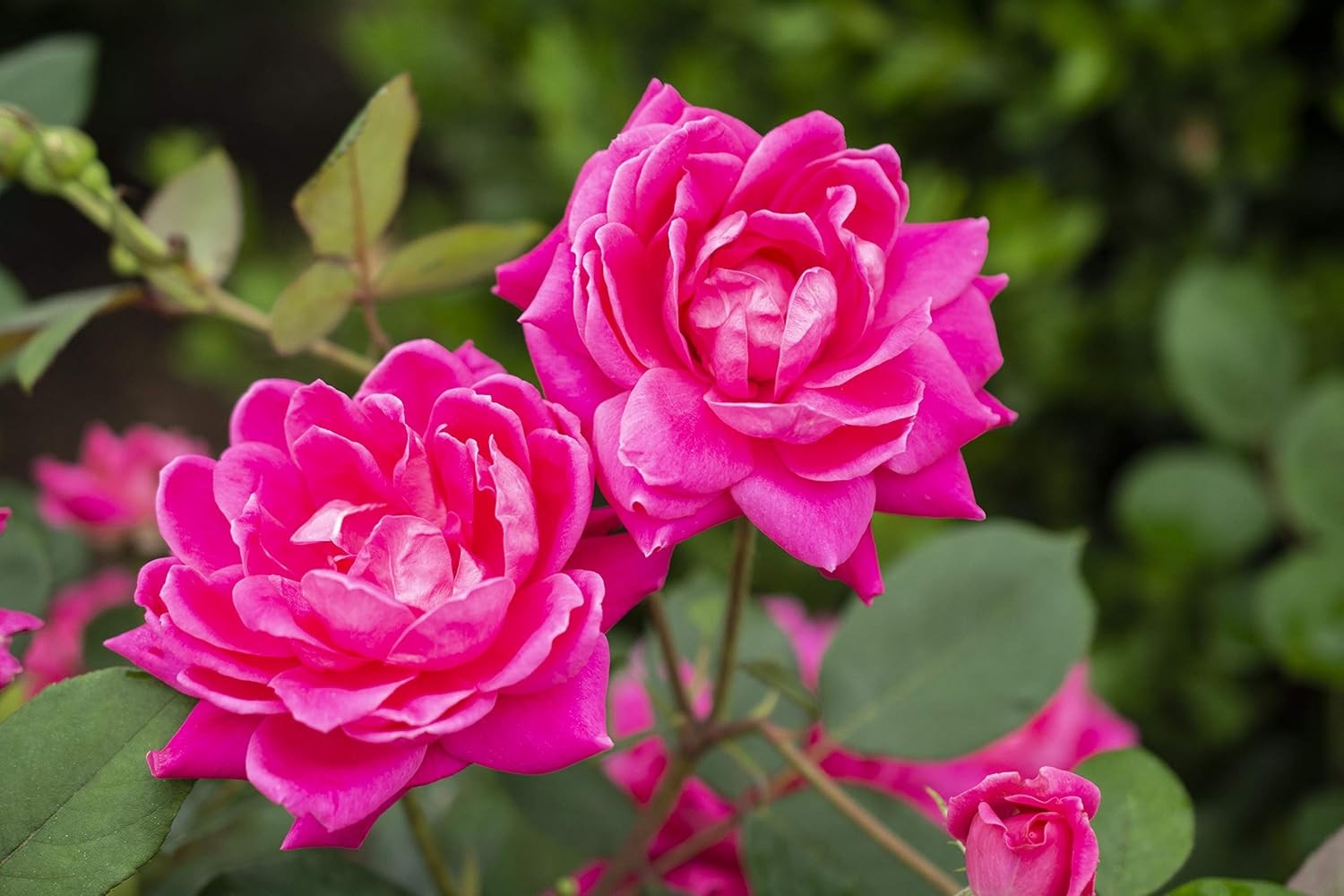 Green Promise Farms Rosa `Double Knock Out` (Reblooming) Rose, 3 Size Container,