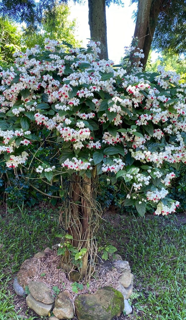 LIVE PLANT 3ft Clerodendrum thomsoniae White Bleeding Heart Vine