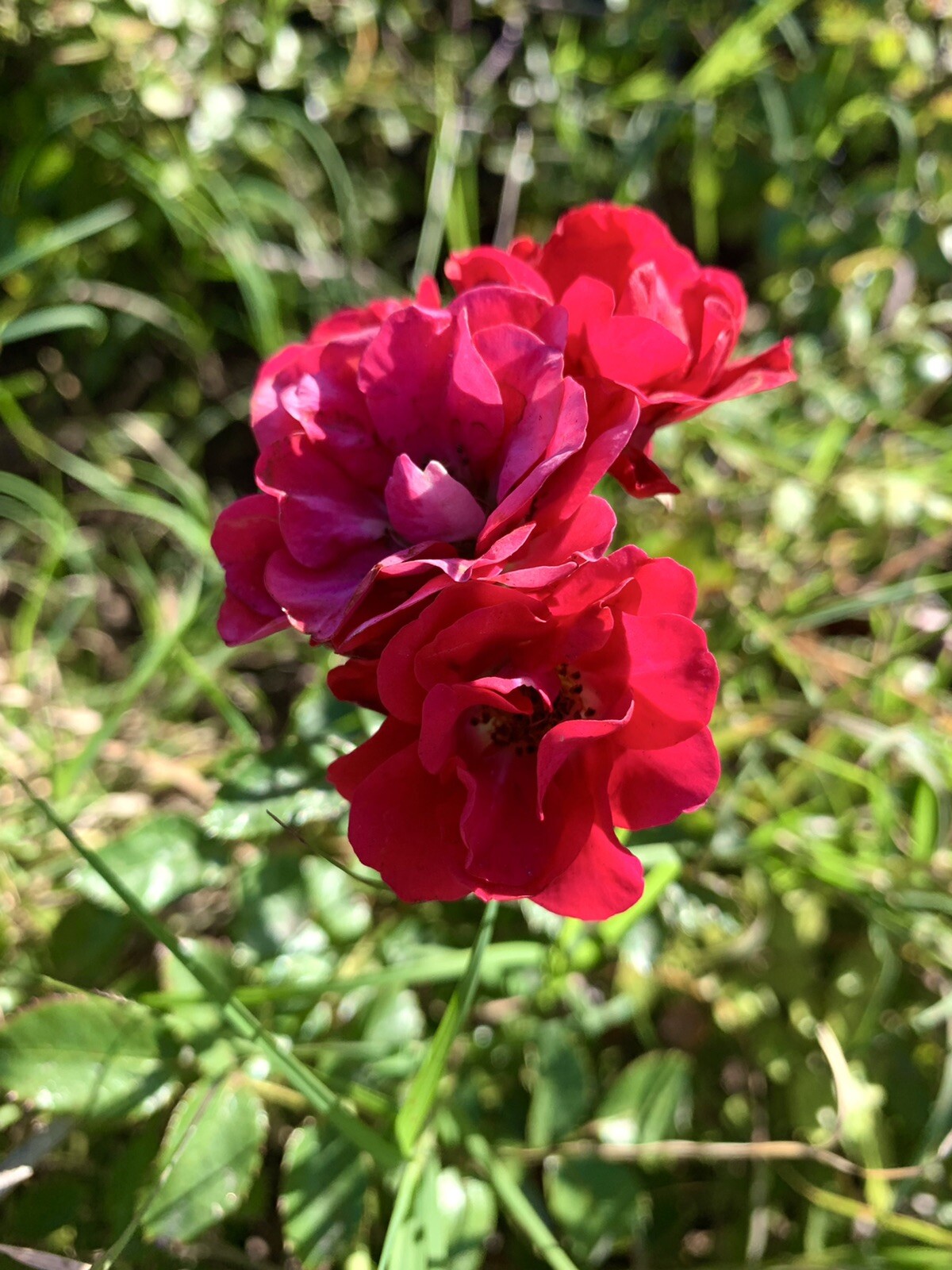 Petite Knock Out Rose, Mini Red Rose – Groundcover – 15 Seeds 2023 – USA