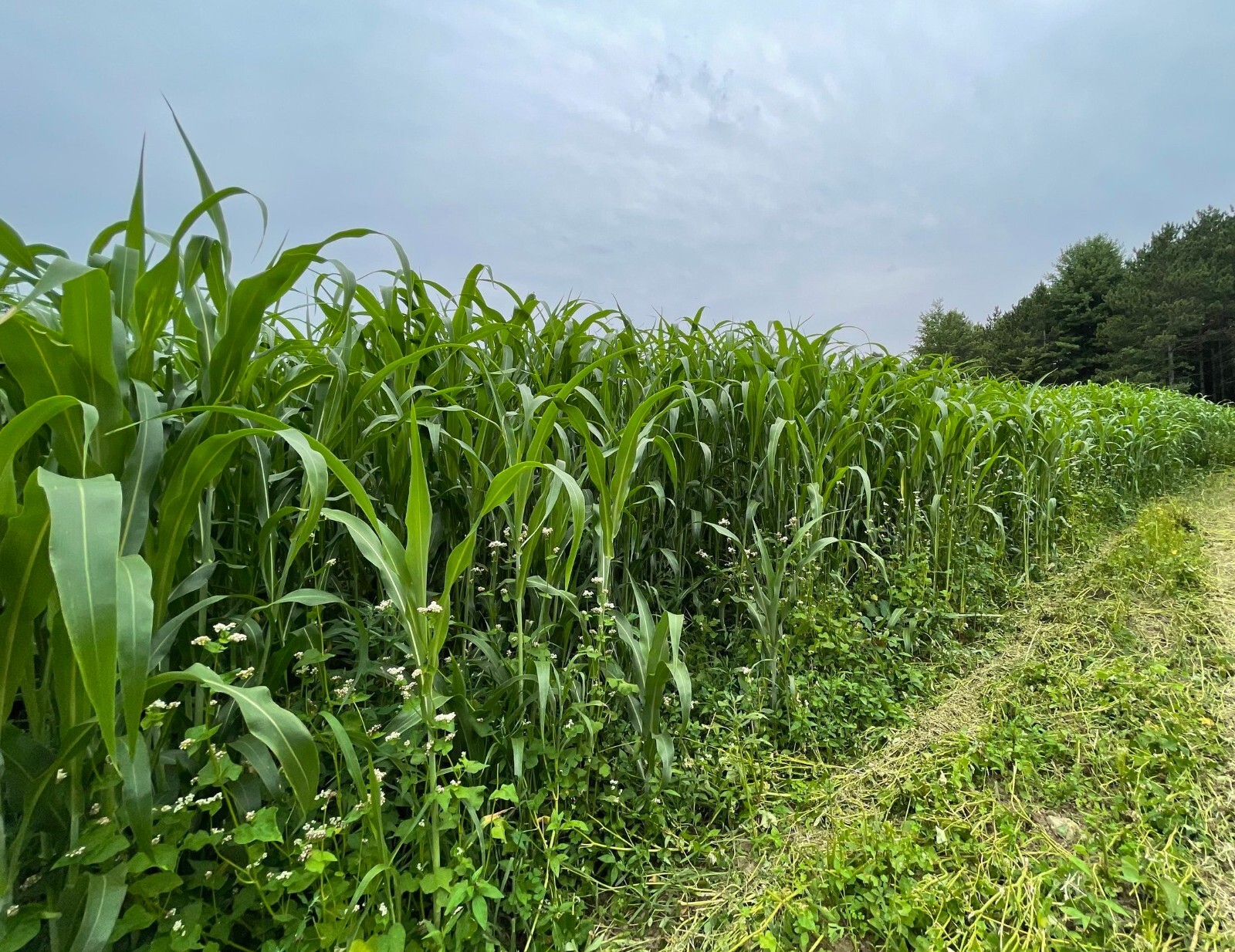 200 Egyptian Wheat Seed Grain for Planting No-GMO
