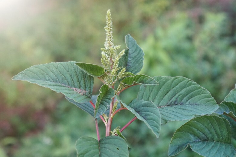 Green Amaranth, common (Amaranthus viridis) Seeds