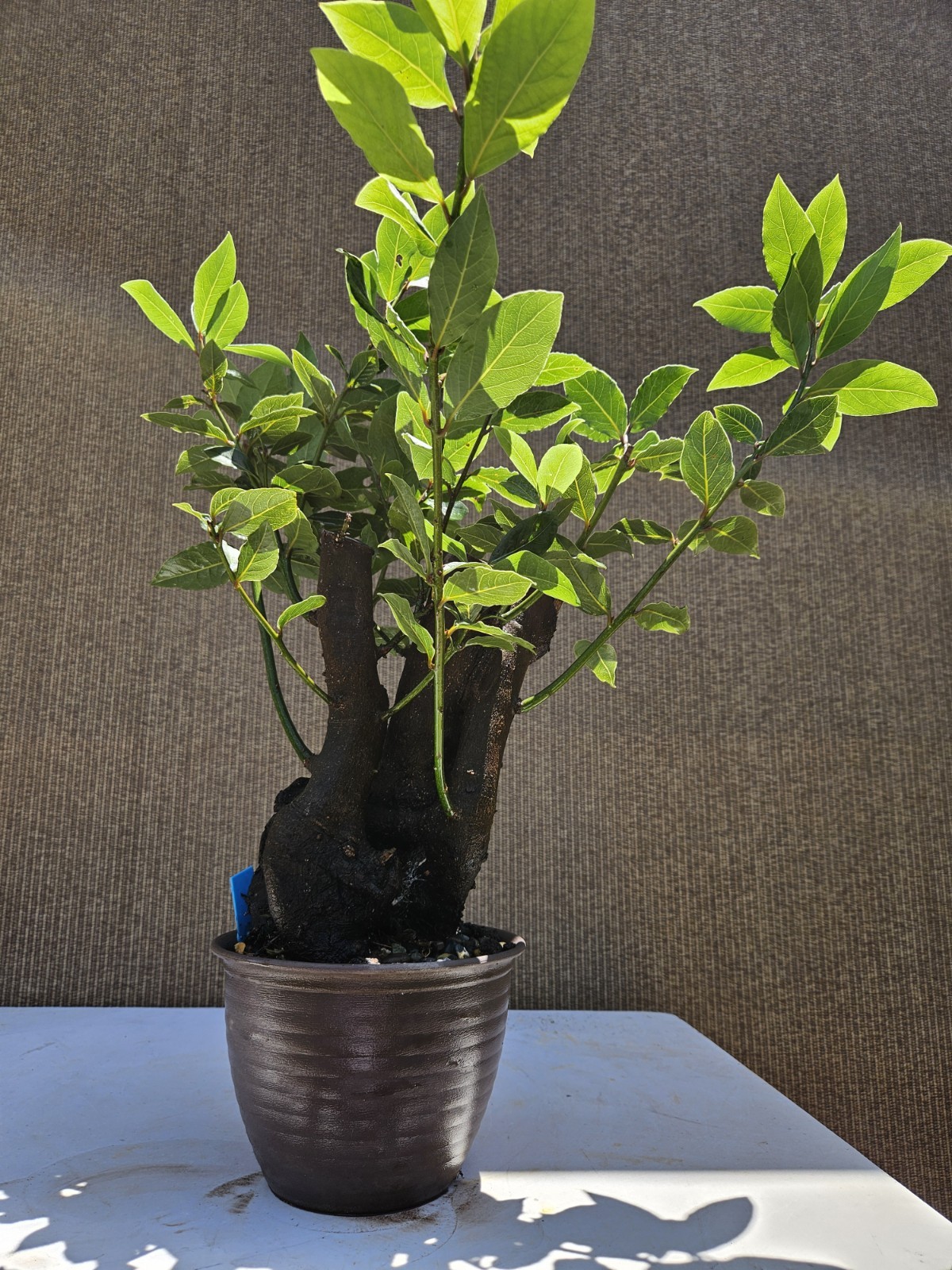Old Sweet Bay Leaf ( Bay Laurel ) Bonsai Tree,,, SALE