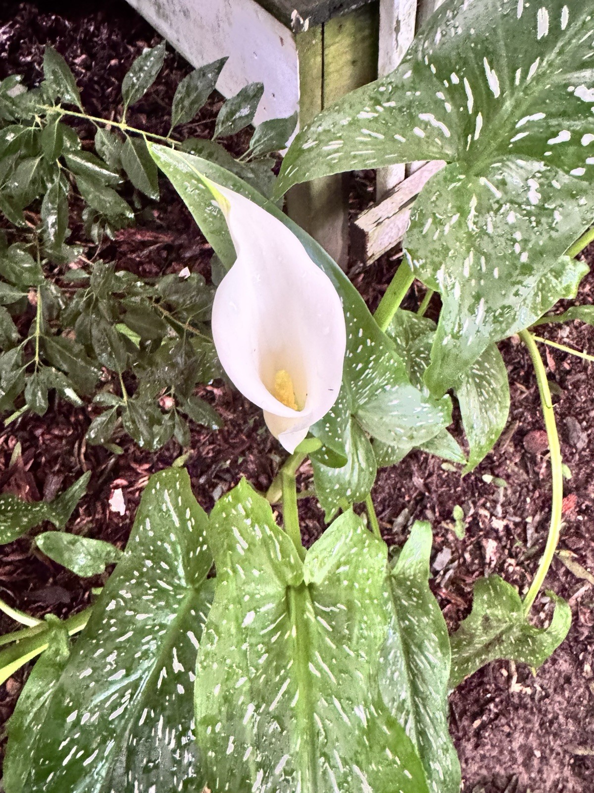 🌿 Lot of 3 Albomaculata Calla Lily Bulbs – Creamy White Blooms Spotted Leaves