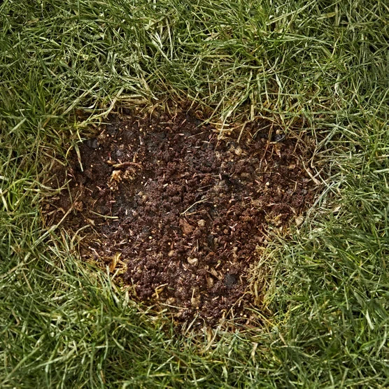 Scotts EZ Seed Patch & Repair Sun & Shade 25 lbs Grows Anywhere Covers 556 Sq Ft