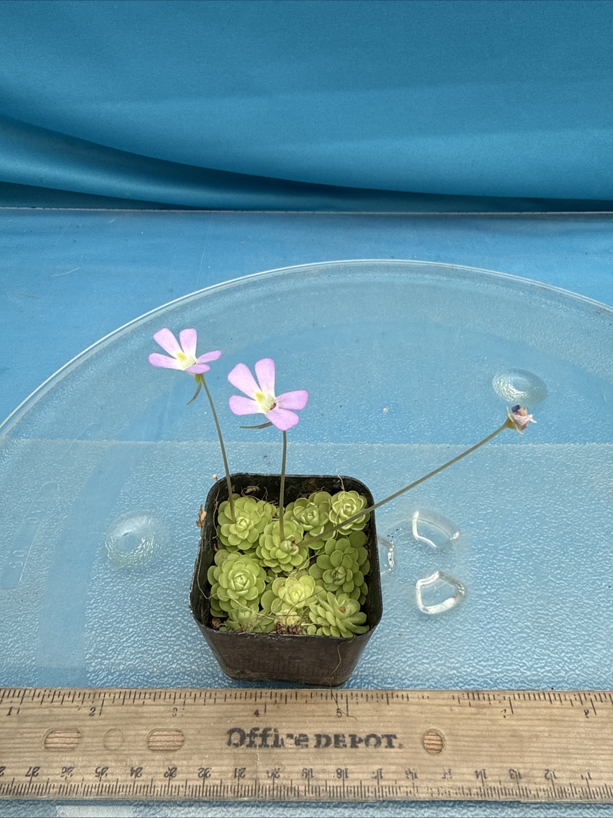 Pinguicula esseriana 20 Rosettes Carnivorous Pink White Flowers IN ONE 2” Pot