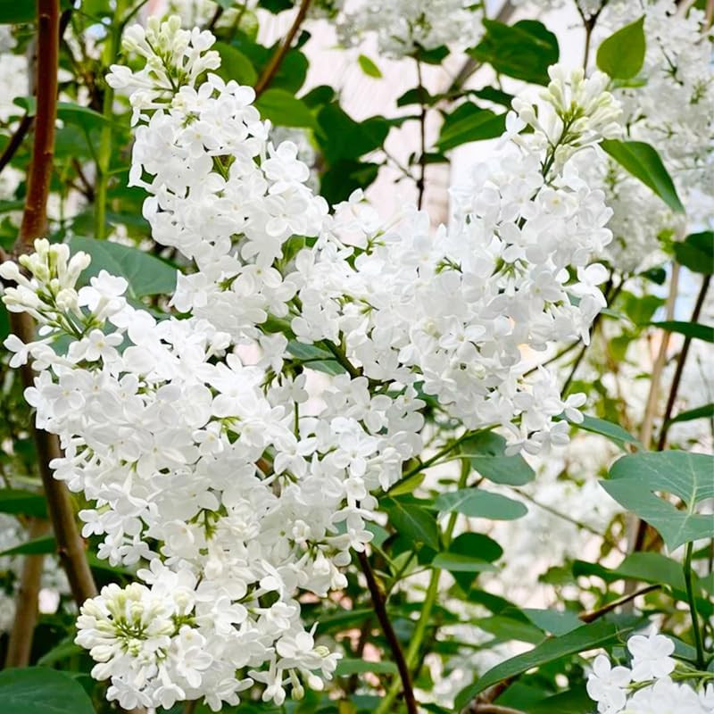 220+ Mix Lilac Flower Seeds for Planting- Fragrant Flowers Flower Perennial Bush