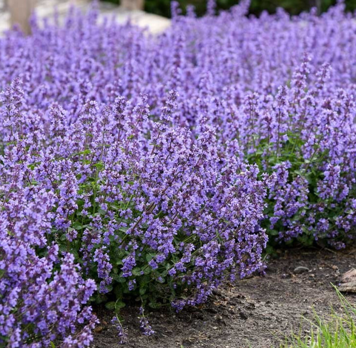 CATMINT SEEDS 200+ HERB perennial PURPLE wildflower GARDEN bees BUTTERFLIES