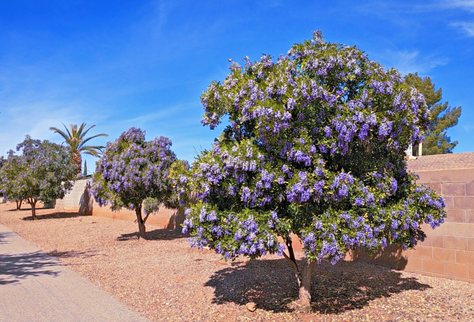 TEXAS MOUNTAIN LAUREL FLOWER TREE SEEDS (Sophora Secundiflora) Mescal Bean