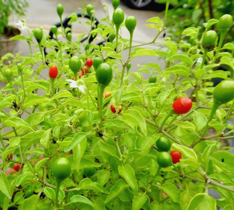 RARE✿ NEW! Heirloom McMahon’s Texas Bird Pepper Hot Chili Pepper 15+ Seeds