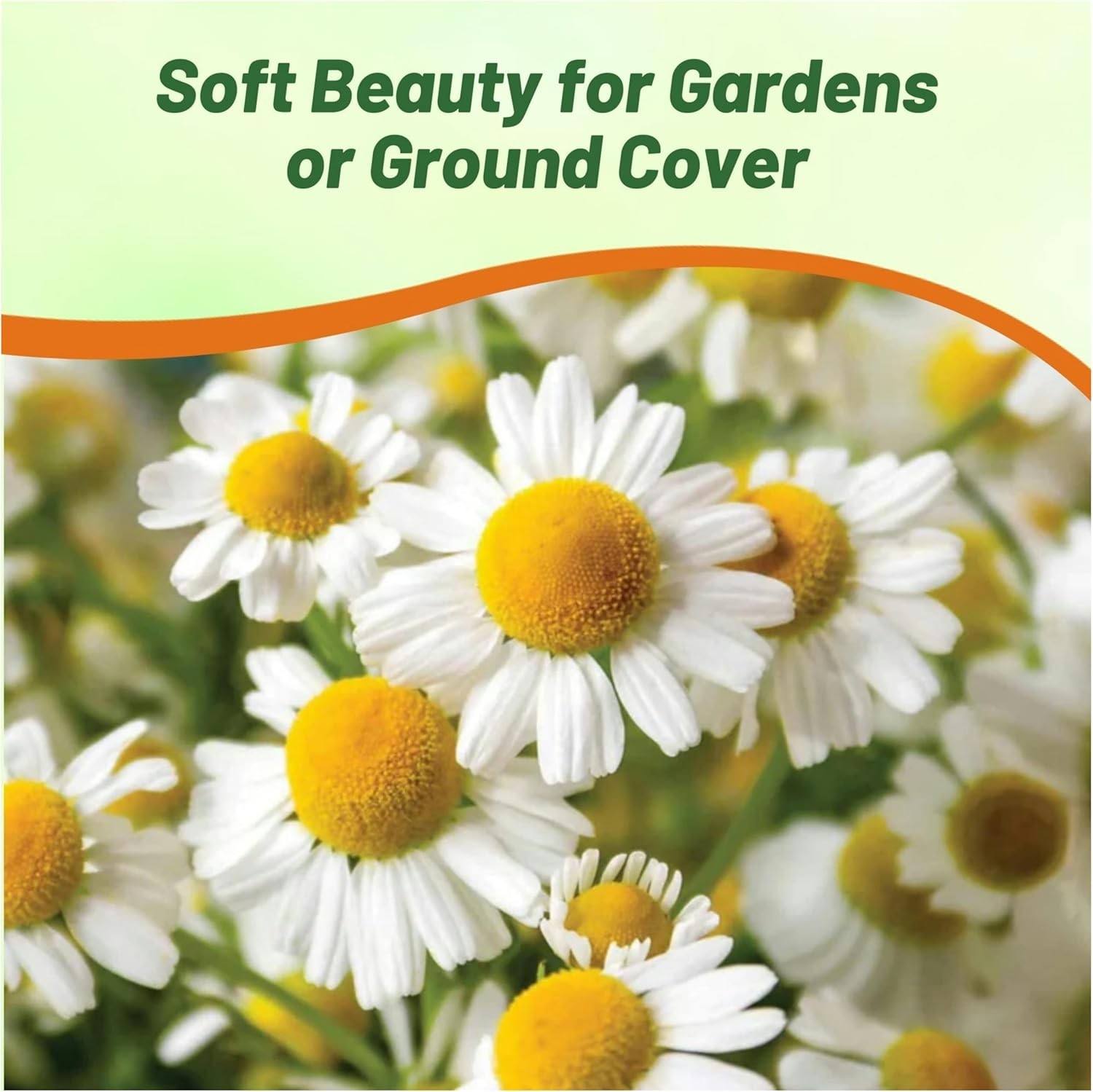 25000 Seeds Chamomile Seeds For Planting Outdoors – Roman Chamomile Herb Seeds