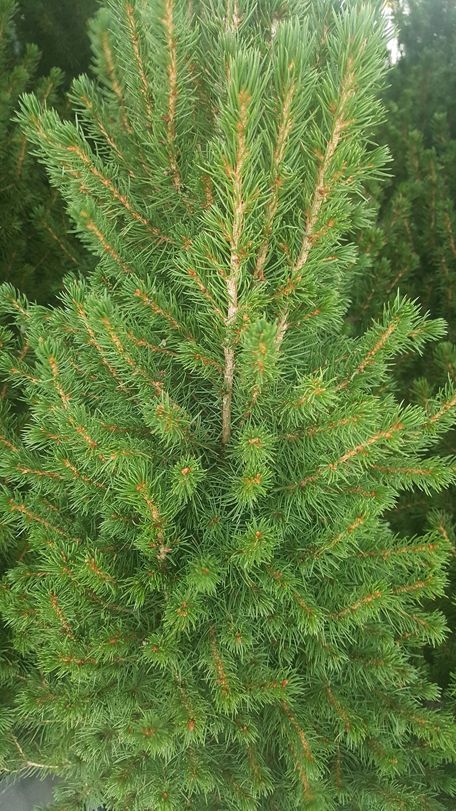 Green Promise Farms Picea Glauca Conica Dwarf Alberta Spruce Evergreen 3 – Size