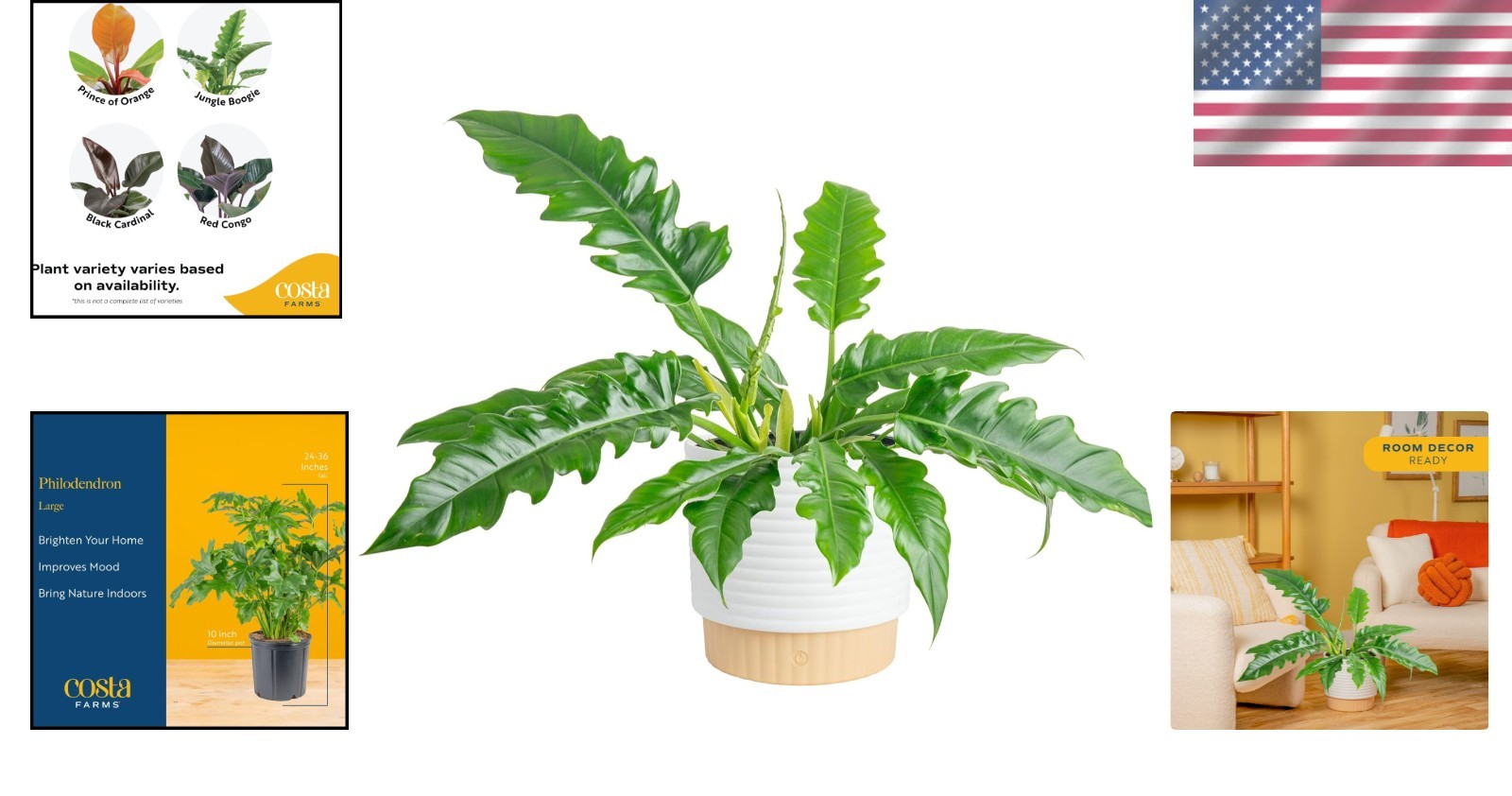 Philodendron Live Plant, Decorative Pot, Air Purifier, Home Office Decor