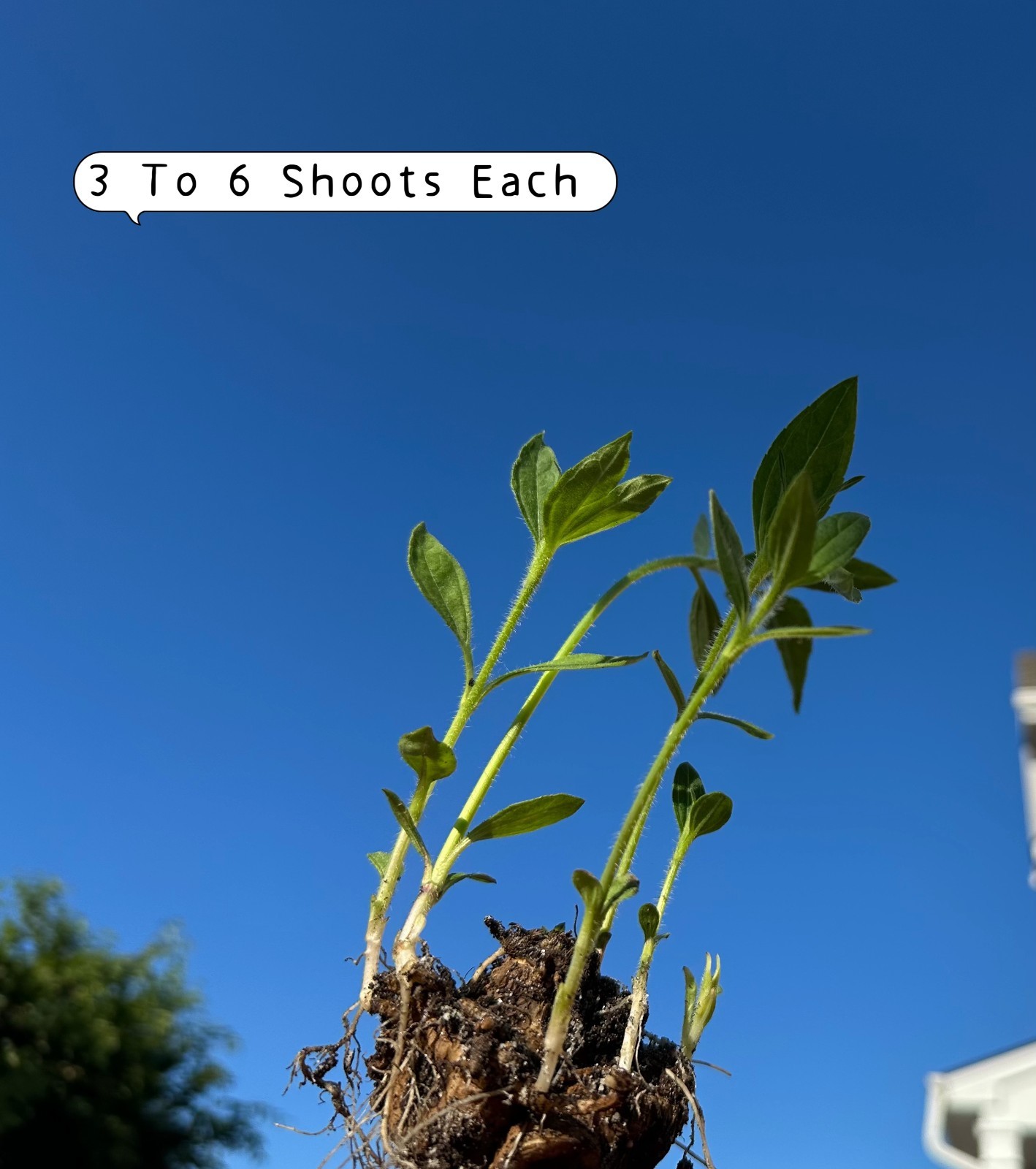 2.5lbs Jerusalem Artichokes AKA Sunchokes; Sunroot; Wild Sunflower