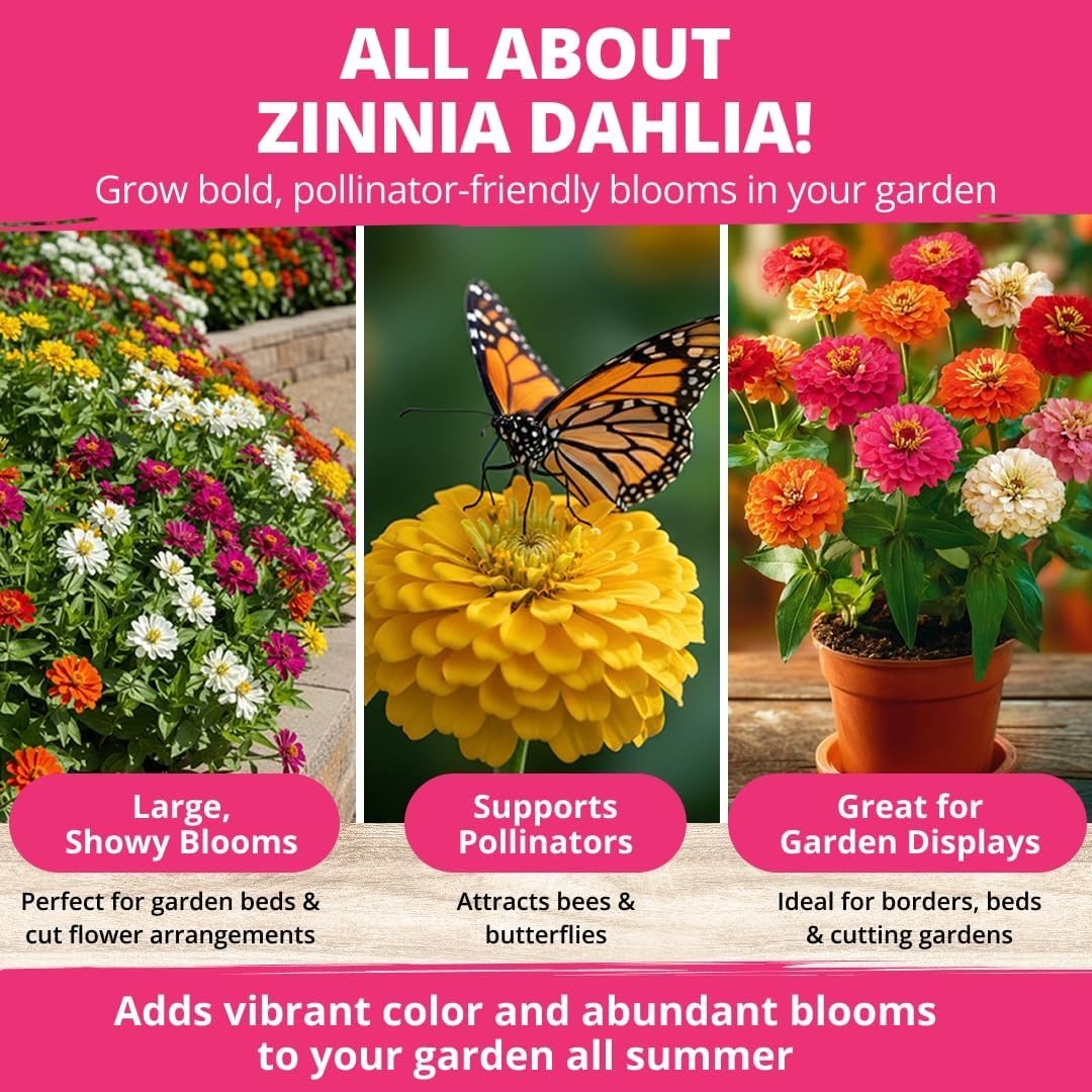 HOME GROWN Zinnia Dahlia Seeds Pack for 2026 Non GMO 524 Flower Seeds | Vibrant