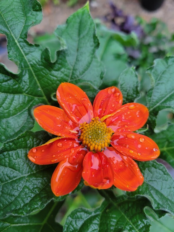 MEXICAN SUNFLOWER Seeds Bees Butterflies Hummingbirds LOVE THEM! Pollinators