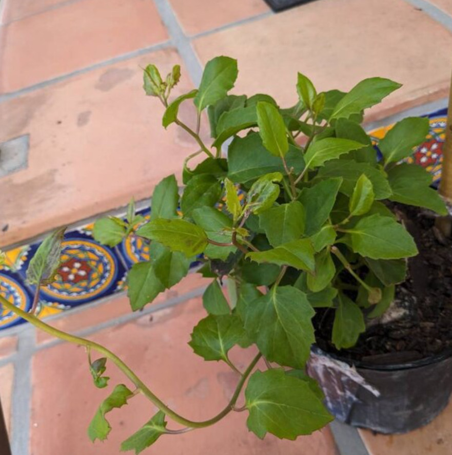 Mexican Flame Vine Live Plant – 1 Gal – Fully Rooted Fast-Growing Flowering Vine