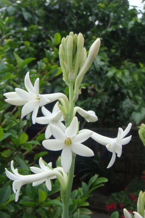 1 Tuberose Bulb, Fragrant Polianthes Tuberosa Flower Bulbs for Garden