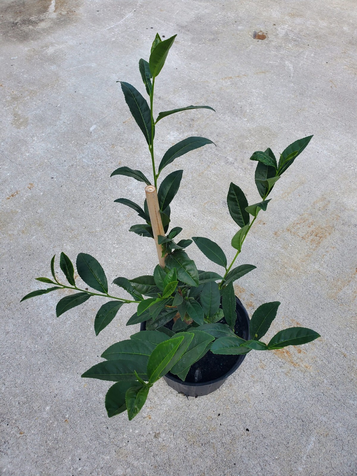 Camellia sinensis Tea Plant Green Tea Outdoor Garden Live Plant