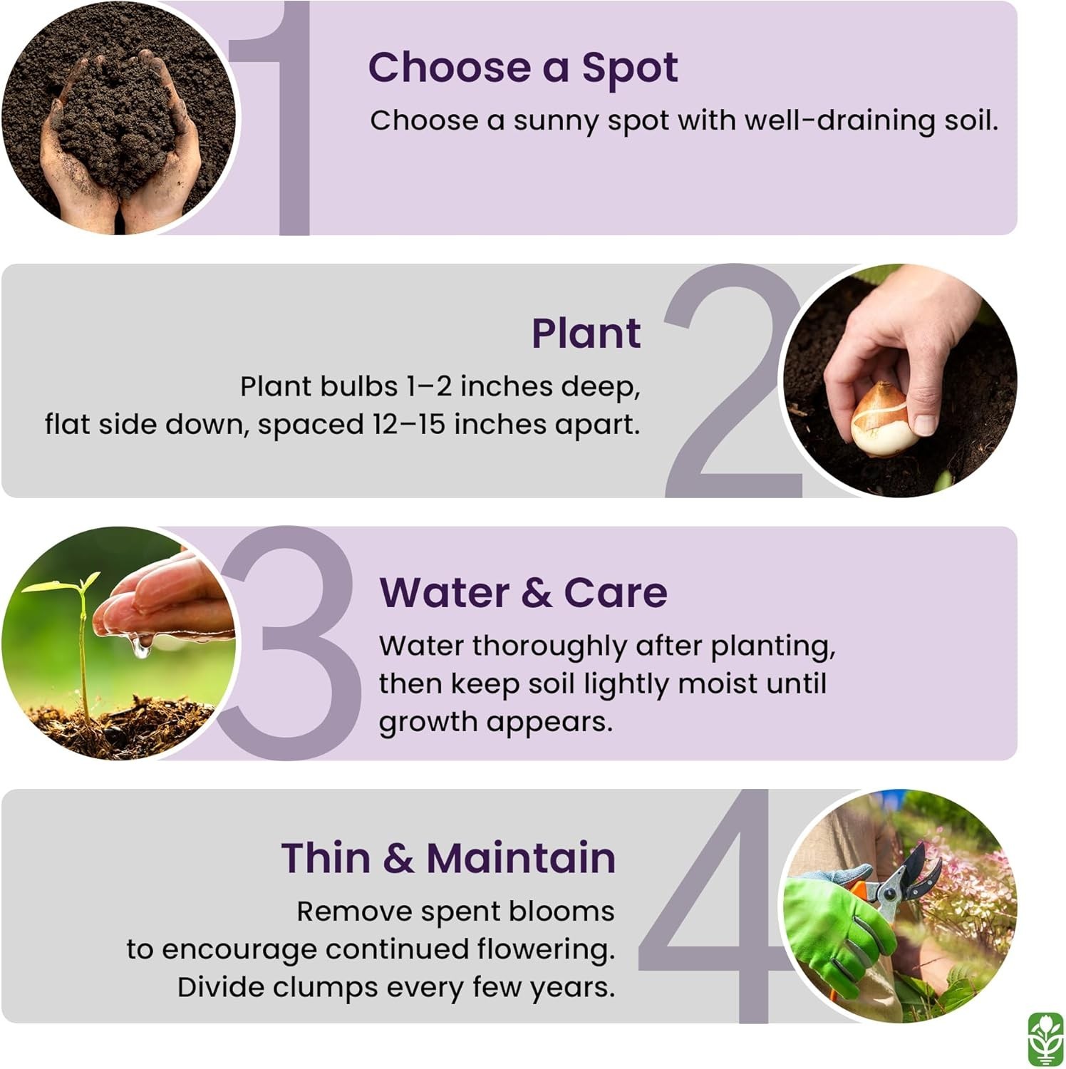 Purple Blazing Star – 5 Fresh Bulbs – Liatris Spicata Flower Bulb – Perennial…