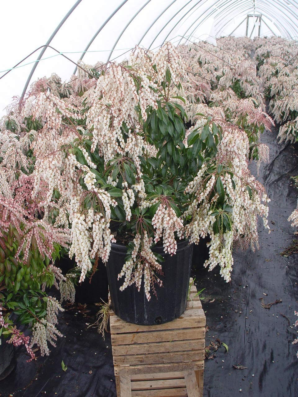 Green Promise Farms Pieris Japonica Dorothy Wycoff Andromeda Evergreen 3-Size