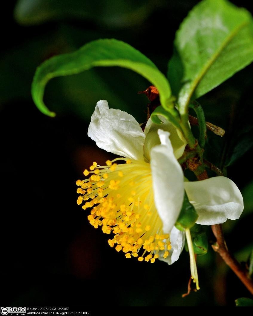 Camellia Sinensis Tea Plant Live Herbal Tea Garden Plant Gift Idea