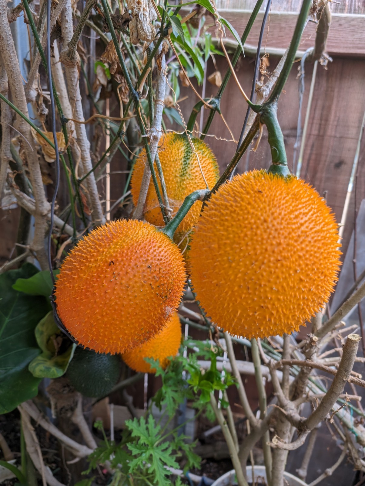 Dec 2025 Harvest | 10 Gac Fruit Seeds | Momordica Cochinchinensis | Hạt Trái Gấc