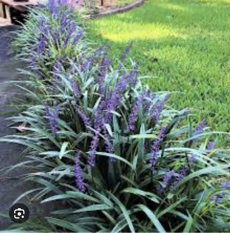 Liriope, Big Blue, Years Of Growth 90 Bare Root Plants 45.00.