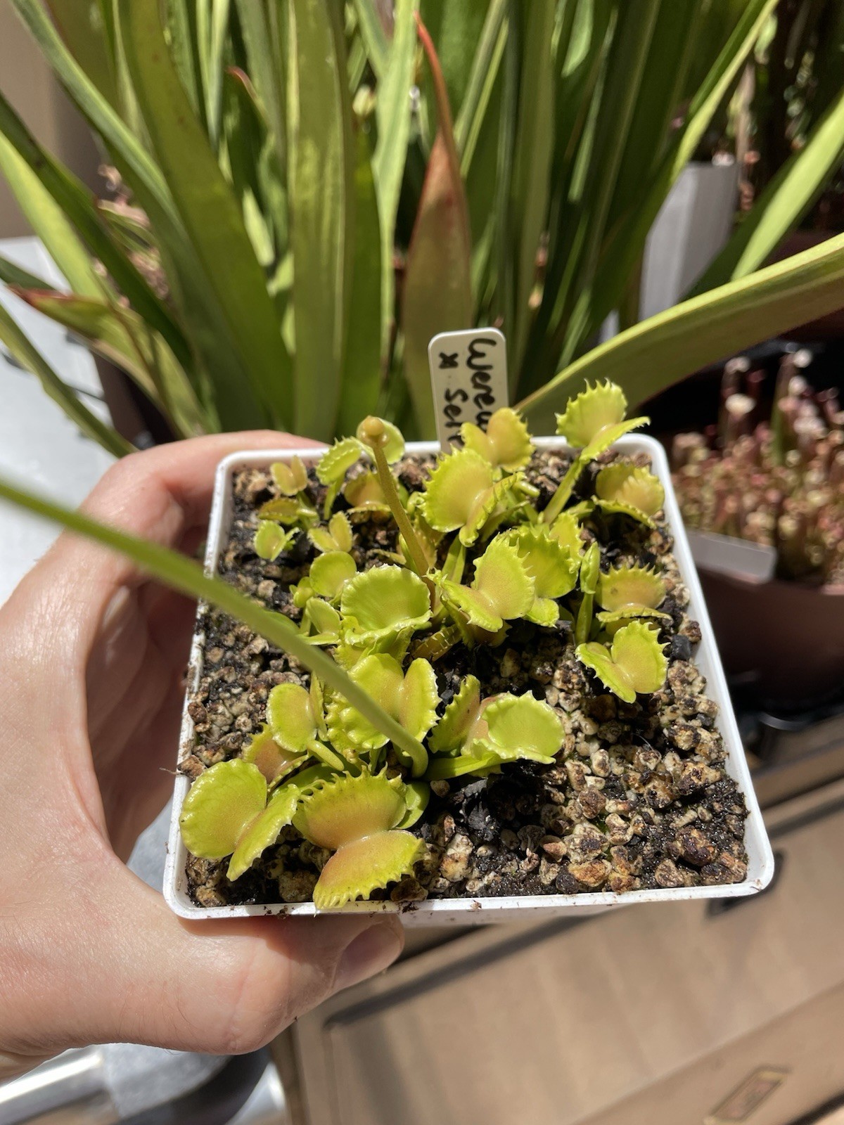 Werewolf x Werewolf Flytrap Compot – Adult Carnivorous Plants – Dionaea