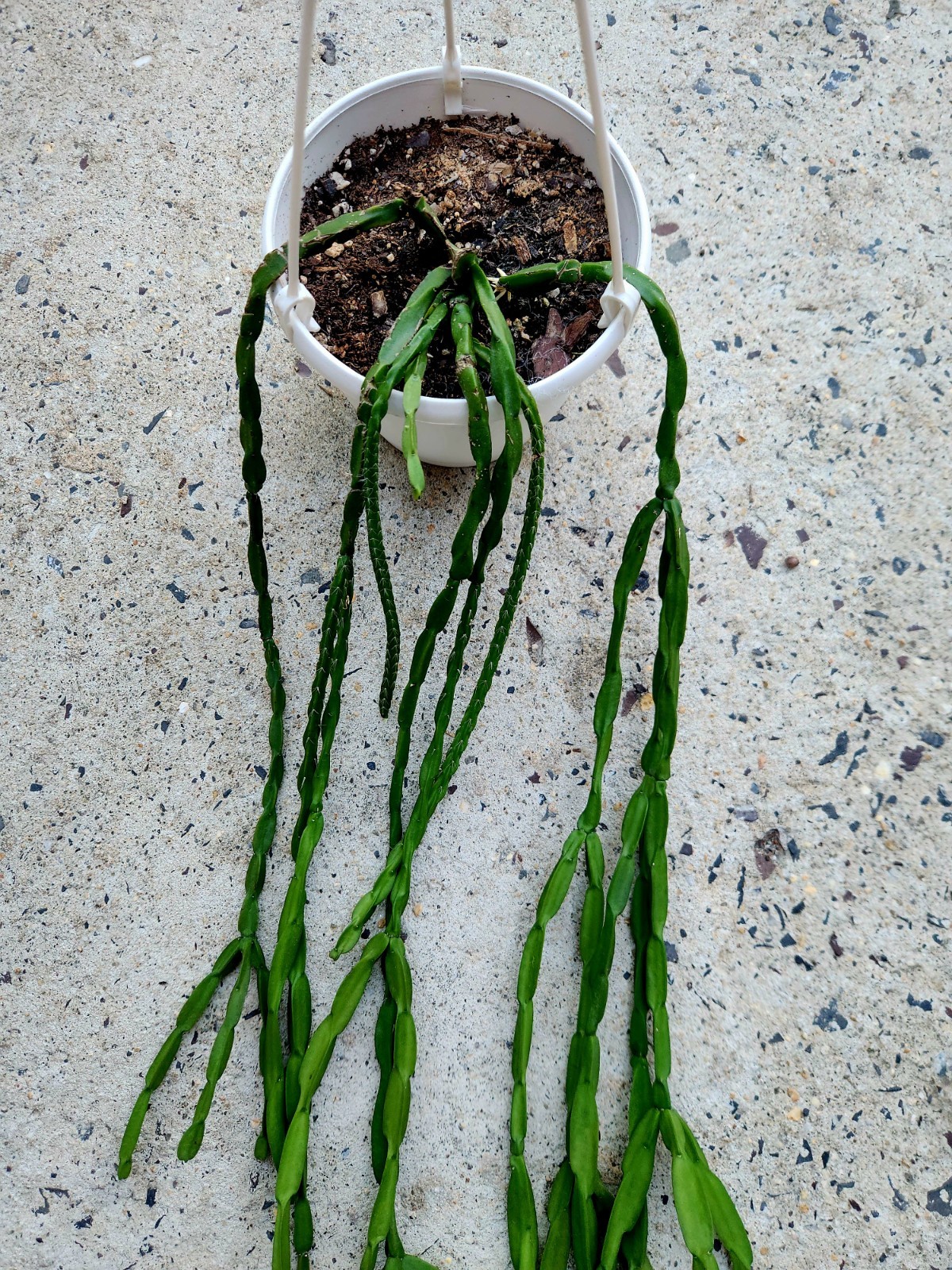 Rhipsalis Paradoxa 6″ Hanging Basket Live Rare Plant
