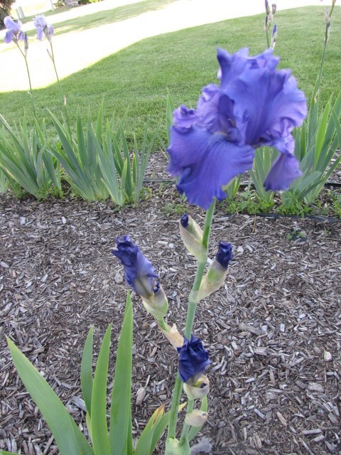 LOT of 10 Tall Purple Old Fashioned Bearded Iris Rhizomes Bulbs