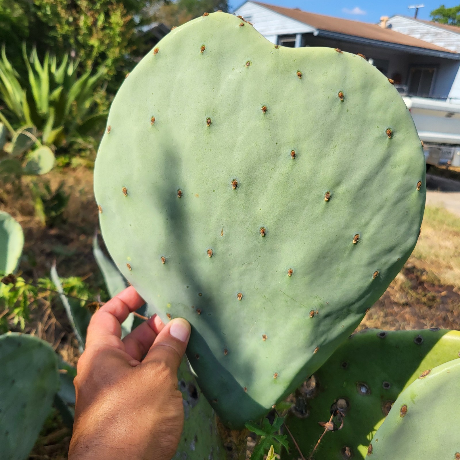 Cactus tunero sin espinas de Nuevo México, USA tunas comestibles Zone 7b Nopal