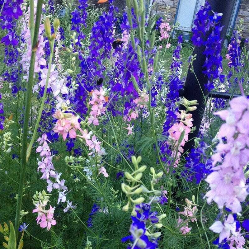 1000+ Wildflower Mix Seeds – SHADE with Perennials – Non-GMO Heirloom