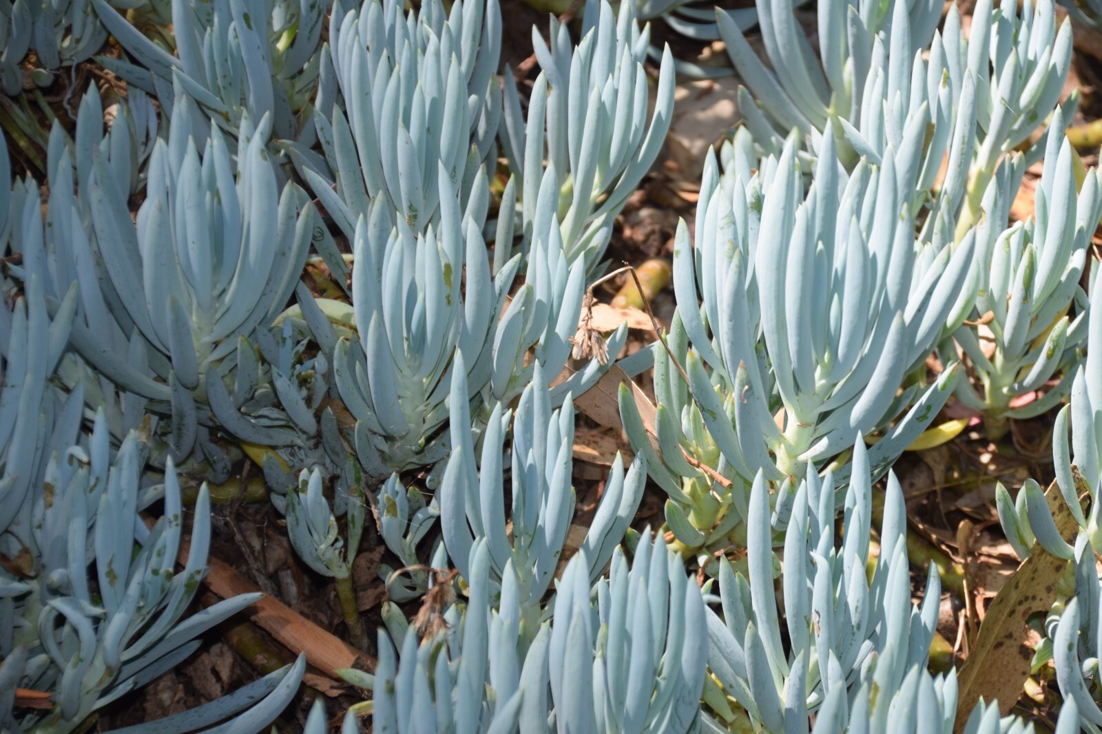 Senecio Serpens ‘Blue Chalk Sticks’ Live Plant – Succulent 2 Inches (Potted)