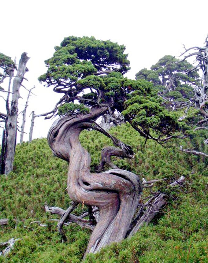 20 Bristlecone Pine Seeds (Pinus aristata) “OLDEST Living Tree in the WORLD!”