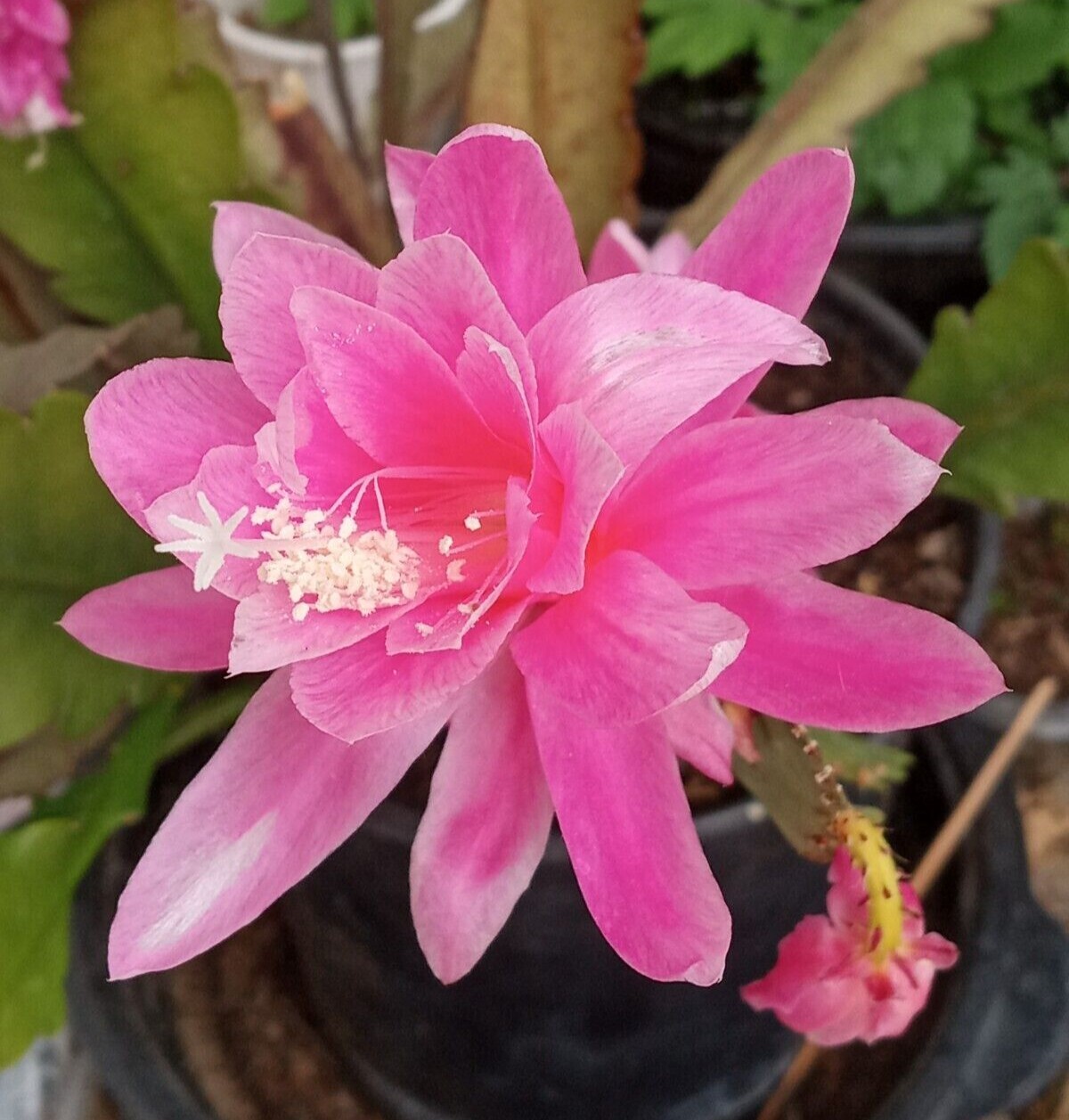 Rare Orchid Cactus German Empress Epiphyllum Fresh Cutting Live Plant 6″+
