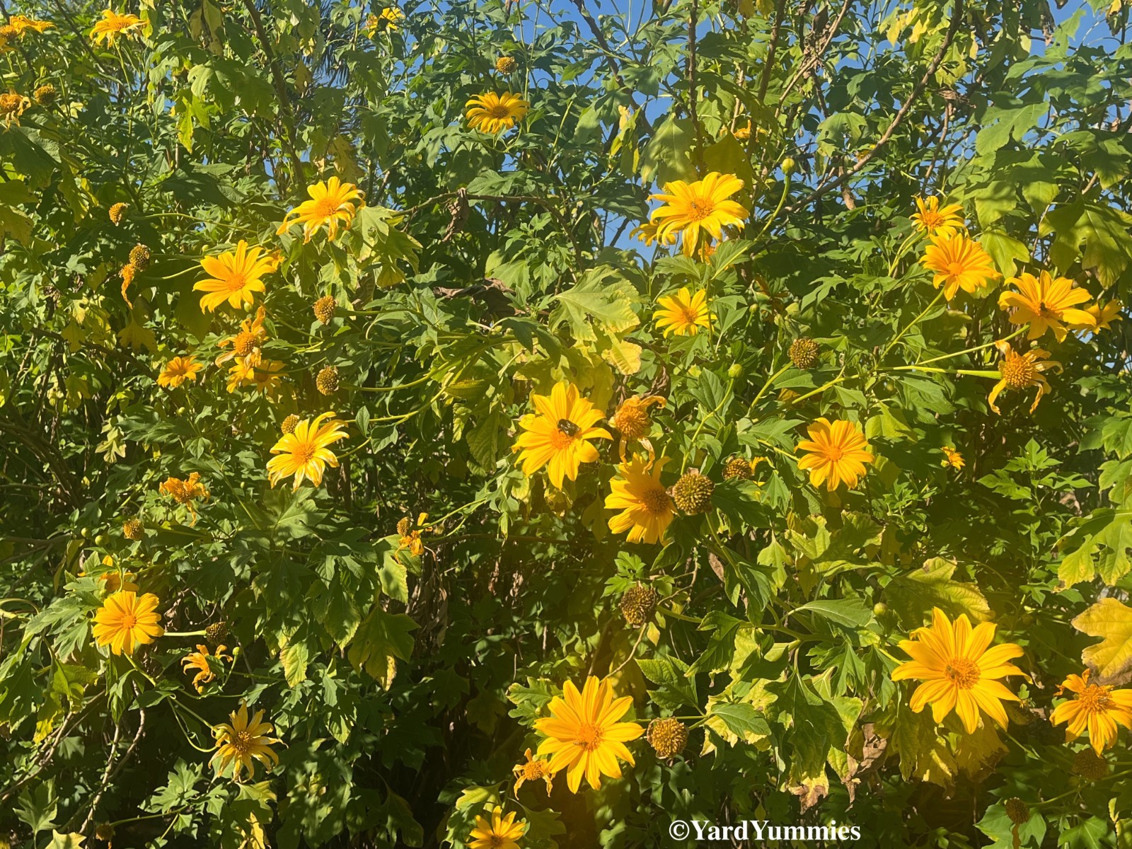 Mexican Sunflower Cuttings (Unrooted) Yellow Flower- Permaculture Chop & Drop