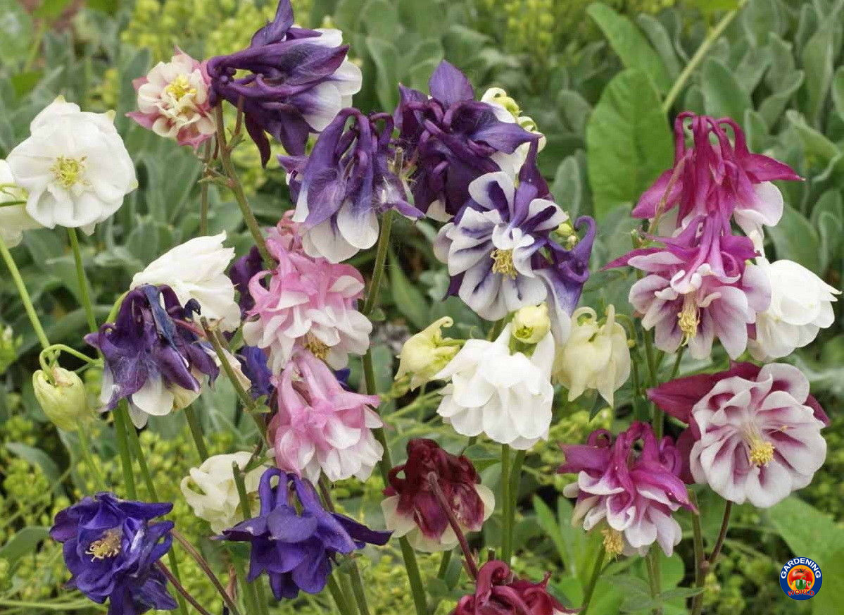 250 Dwarf Columbine Flower Seeds Aquilegia vulgaris Mixed Colors