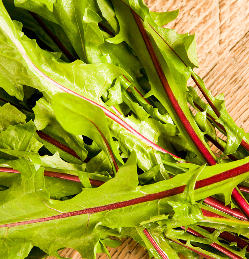 Turtle Greens FORAGE GARDEN MIX Dandelion Plantain Clover Chicory 1500 Seeds!